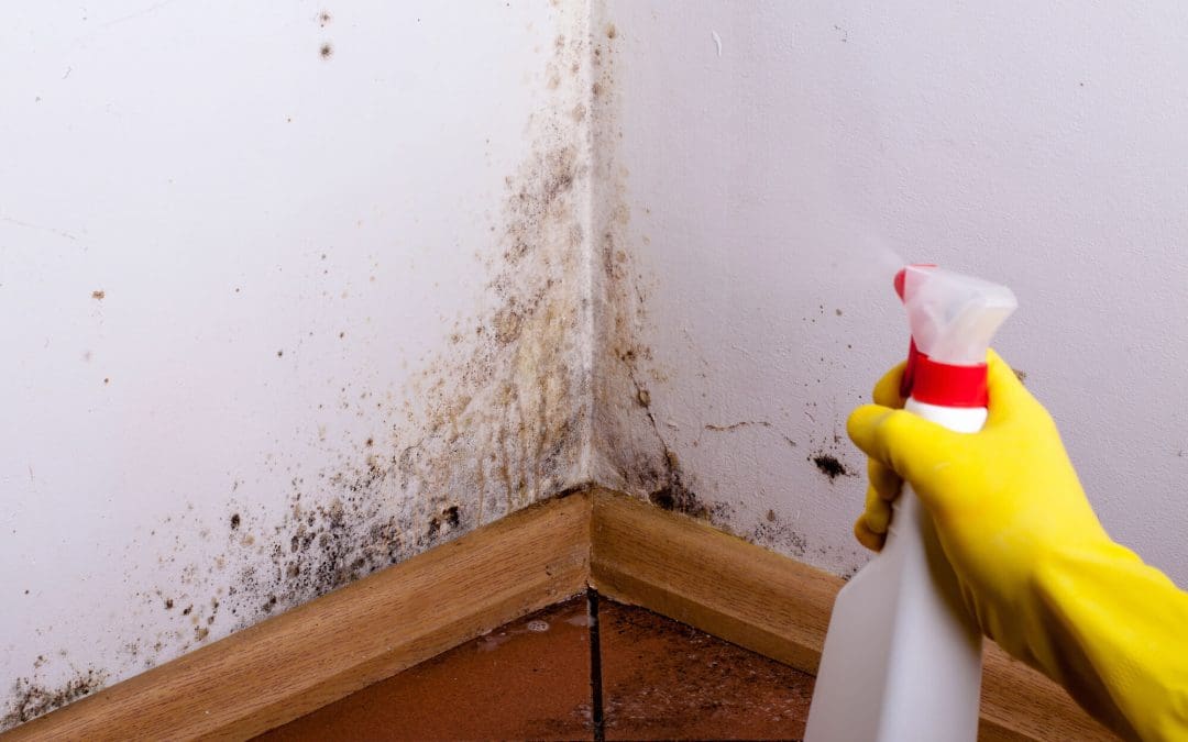 6 Causes of Mold in the Home