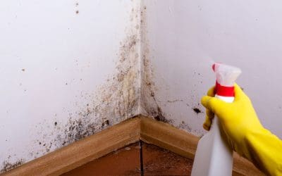 6 Causes of Mold in the Home