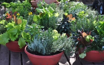 6 Tips for Container Gardening at Home